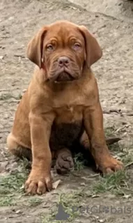 Photo №4. I will sell dogue de bordeaux in the city of Prokuplje. private announcement - price - Is free