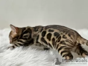 Photo №2 to announcement № 100956 for the sale of bengal cat - buy in Belgium private announcement, from nursery, breeder