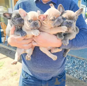 Photo №2 to announcement № 110829 for the sale of french bulldog - buy in Germany private announcement, from nursery, breeder