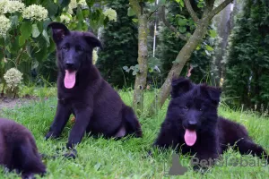 Photo №3. Black German Shepherd. Poland