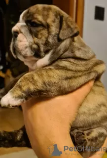 Additional photos: English bulldog boy