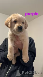 Additional photos: Beautiful Golden Labrador puppies (Fully Vaccinated)