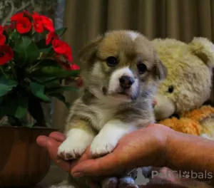 Photo №1. welsh corgi - for sale in the city of Penza | 1035$ | Announcement № 22490