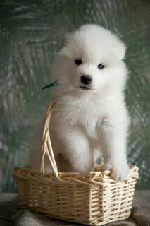 Additional photos: Puppies of a Samoyed dog (Samoyed) from the Kennel