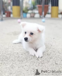 Photo №4. I will sell japanese spitz in the city of Xanten. private announcement, from nursery, from the shelter - price - 316$