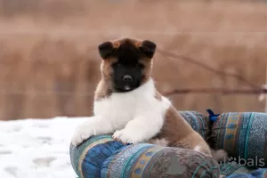 Additional photos: Puppy American Akita