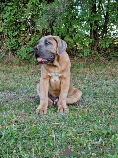 Photo №2 to announcement № 106782 for the sale of cane corso - buy in Poland breeder