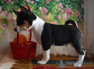 Additional photos: Basenji Champion Bloodlines Pups, FCI Pedigree