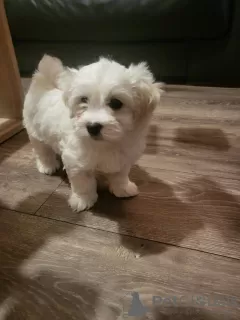 Additional photos: Bichon maltez for sale