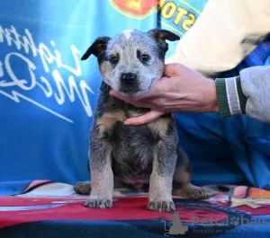 Additional photos: Australian Cattle Dog puppies