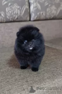 Photo №2 to announcement № 106379 for the sale of pomeranian - buy in Germany private announcement, from nursery