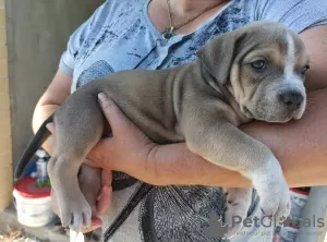 Additional photos: american bully