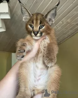 Additional photos: kittens Caracal Serval and Savannah F1