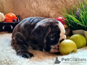 Additional photos: English bulldog babies