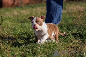 Additional photos: American bully