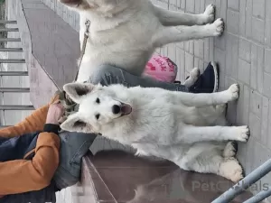 Photo №2 to announcement № 10519 for the sale of berger blanc suisse - buy in France breeder