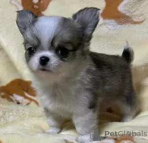 Photo №2 to announcement № 125007 for the sale of chihuahua - buy in Finland private announcement