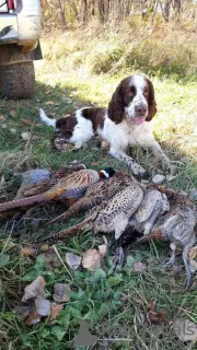 Photo №2 to announcement № 9670 for the sale of english springer spaniel - buy in Russian Federation private announcement