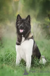 Additional photos: American Akita puppies for sale