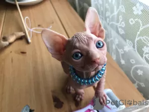 Photo №4. I will sell sphynx cat in the city of Аугсбург.  - price - Is free