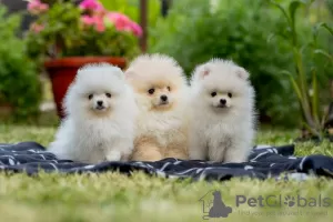 Additional photos: High quality Pomeranian puppies