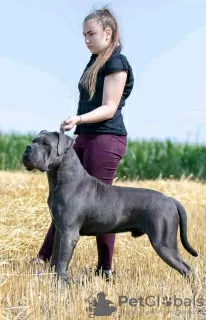 Additional photos: Cane Corso puppies