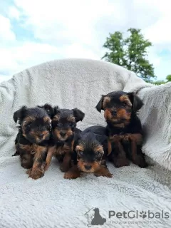 Additional photos: Yorkshire Terrier puppies