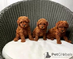 Photo №1. poodle (toy) - for sale in the city of Grenchen | 423$ | Announcement № 44892