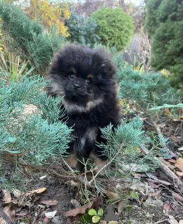 Photo №3. Puppet baby Pomeranian Spitz.. Germany