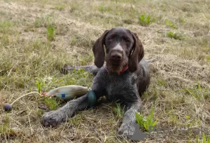 Additional photos: German Wirehaired Pointer ZKwP FCI female