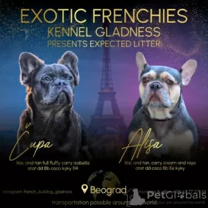 Photo №1. french bulldog - for sale in the city of Trstenik | negotiated | Announcement № 124125