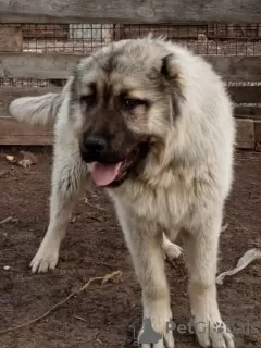 Photo №3. Caucasian Shepherd Puppies. Russian Federation