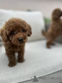 Additional photos: Red Toy Poodle puppies for sale