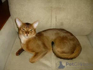 Photo №2. Mating service abyssinian cat. Price - 51$