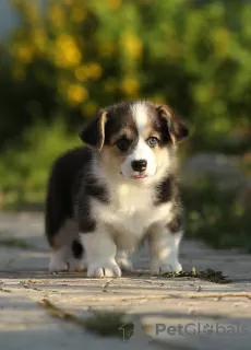 Additional photos: Welsh Corgi Pembroke puppies