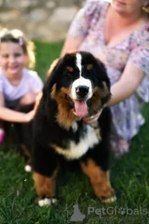 Photo №2 to announcement № 112195 for the sale of bernese mountain dog - buy in Serbia breeder