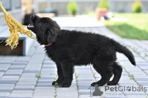 Photo №3. german shepherd puppies. Belarus