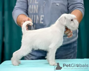 Photo №3. Miniature Schnauzer puppy. Belarus