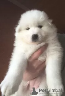 Additional photos: Samoyed puppies