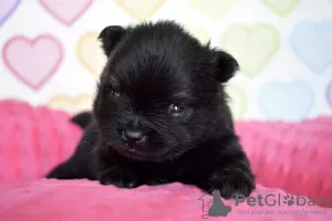 Additional photos: Pomeranian Spitz puppies