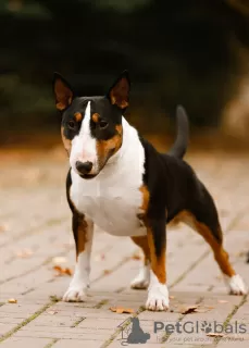 Additional photos: Miniature bull terrier puppies