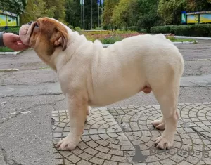 Photo №2 to announcement № 10940 for the sale of english bulldog - buy in Ukraine breeder