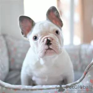 Photo №2 to announcement № 121529 for the sale of french bulldog - buy in United Kingdom private announcement