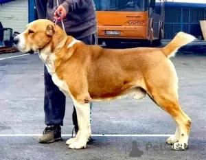 Additional photos: Central Asian Shepherd Dog puppies