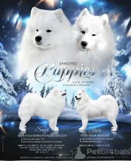 Photo №2 to announcement № 9778 for the sale of samoyed dog - buy in Russian Federation breeder