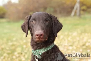 Photo №4. I will sell curly-coated retriever in the city of St. Petersburg. private announcement - price - negotiated