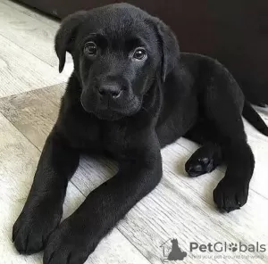 Photo №1. labrador retriever - for sale in the city of Novi Vinodolski | negotiated | Announcement № 115733