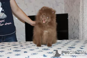 Photo №4. I will sell pomeranian in the city of Petrozavodsk. private announcement - price - 519$