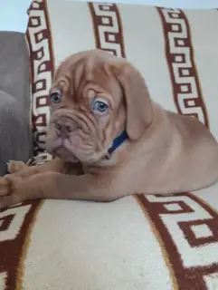 Photo №1. dogue de bordeaux - for sale in the city of Labinsk | 998$ | Announcement № 4898