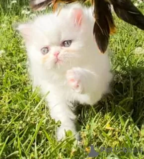 Photo №1. persian cat - for sale in the city of Gelsenkirchen | 329$ | Announcement № 128565